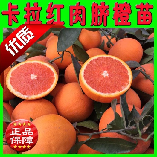 阳朔县红肉脐橙苗 卡拉卡拉红肉脐橙苗 品种保证 根系发达 量多优