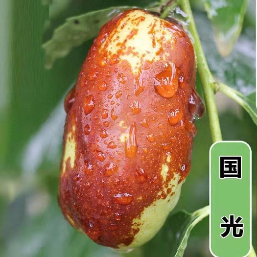平邑县国光大枣苗 九月底十月初成熟，单果重40-80克，甜度高，高丰产