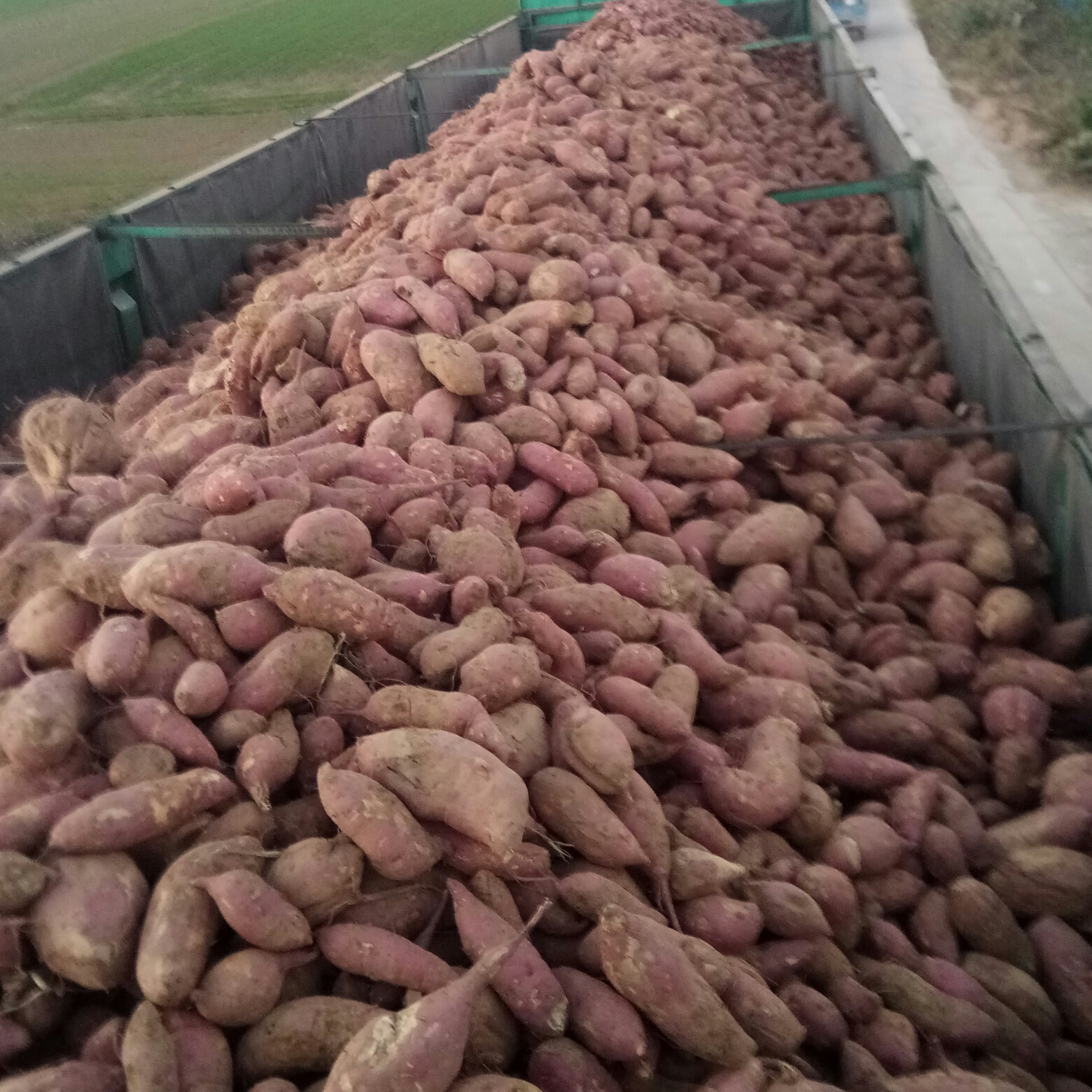 [济薯批发] 商薯19,济薯25淀粉型红薯种植基地,承招薯粉加工厂商合作