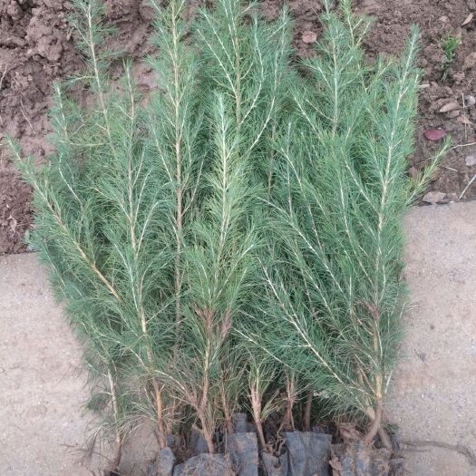 新沂市雪松苗黑松苗 黑松树苗白皮松苗 雪松树苗 雪松小苗行道绿化