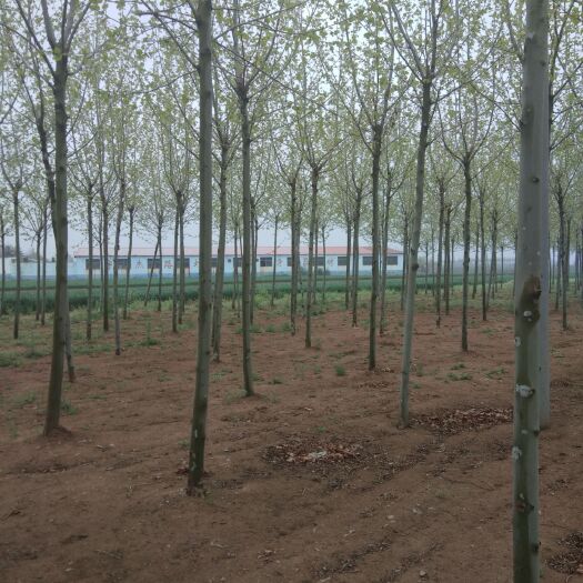 莱西市法国桐树 速生发桐，十二公分以上都有，标准截干一级树