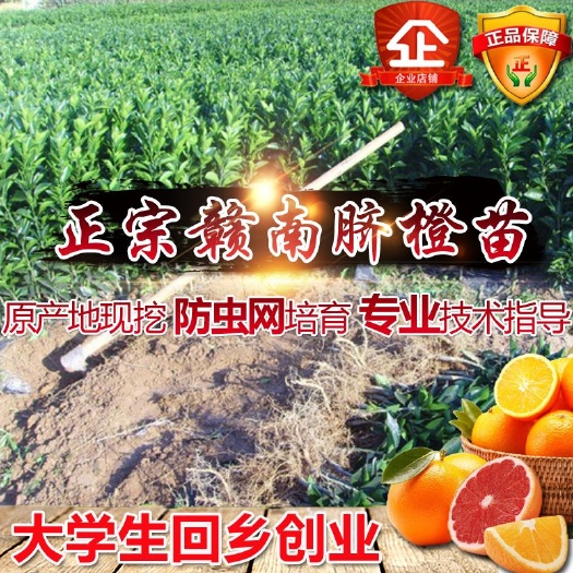 寻乌县江西赣南脐橙苗 纽荷尔赣州原产地发货包品种