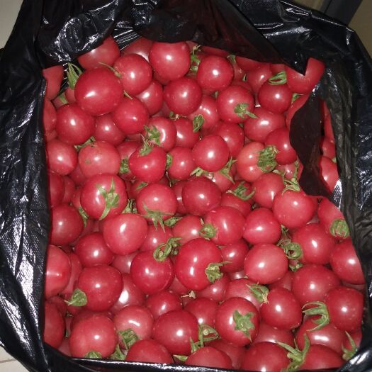 寿光市红风铃小番茄 欢迎参观定货，价格洽谈