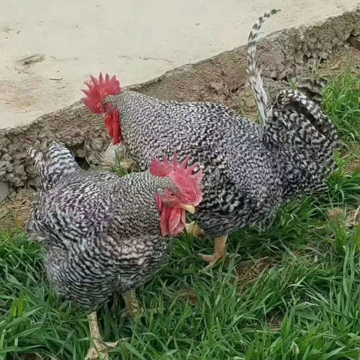乌鲁木齐 芦花鸡鸡苗 芦花鸡苗  芦花鸡苗批发 快大芦花鸡苗价格