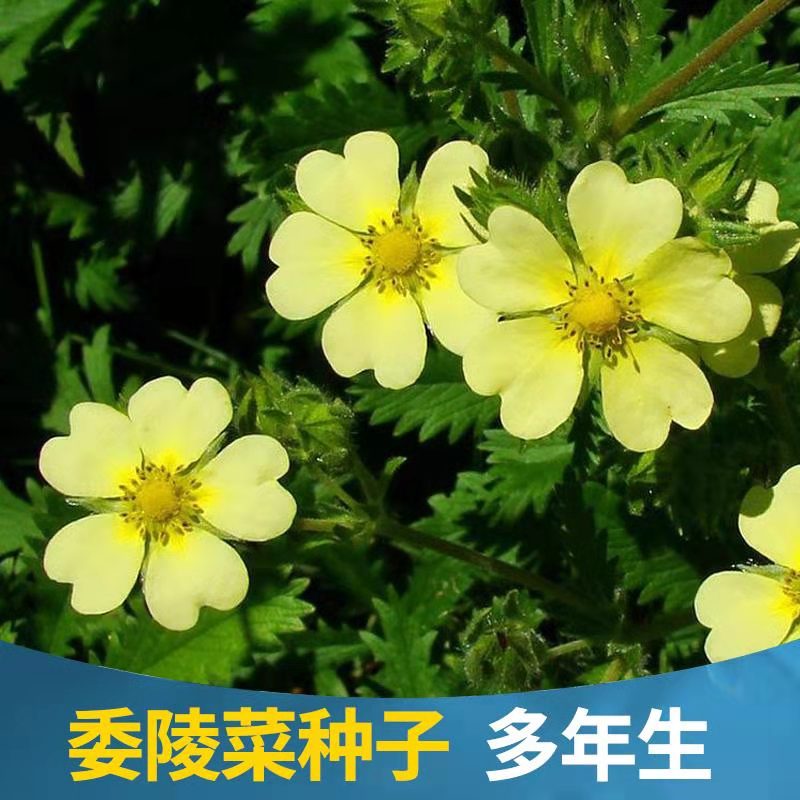 沭阳县 委陵菜种子阳台庭院盆栽室内四季易种地被花卉种子多年生黄色小花