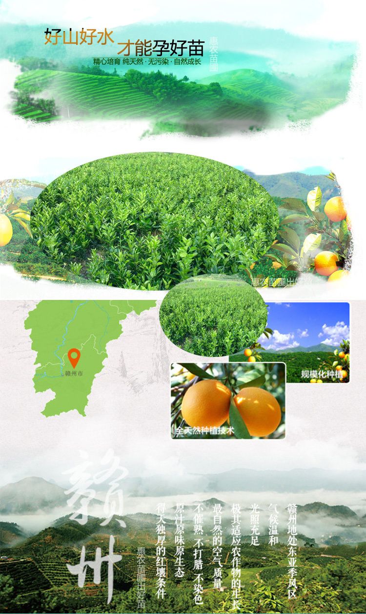 江西赣南脐橙苗 纽荷尔赣州原产地发货包品种