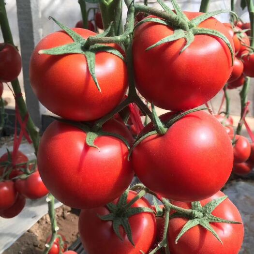 红果番茄种子 硬度极好高秧硬红果180-200克