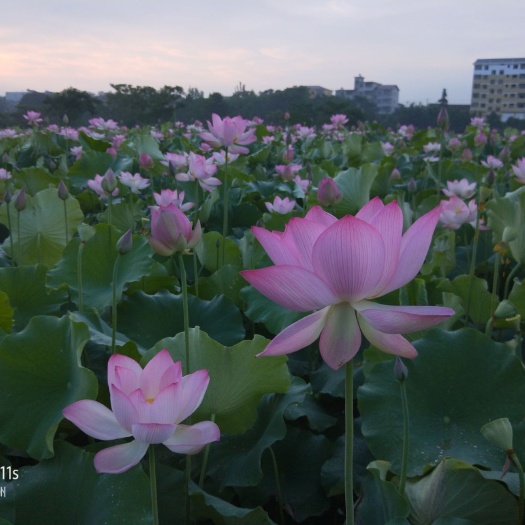 广昌县红花莲藕苗 纯红花太空莲子种苗原产地直销直销