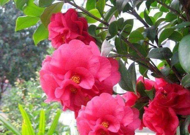 珙县山茶花 美丽香山茶