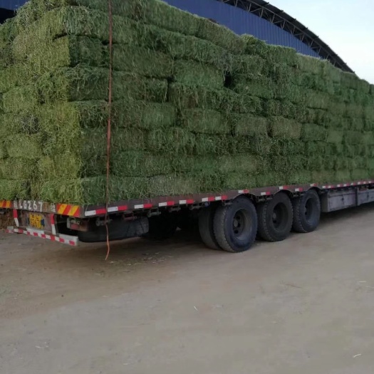 玉门市苜蓿草饲料  苜蓿草批发甘肃胜陇源草业苜蓿草价格 苜蓿草种植