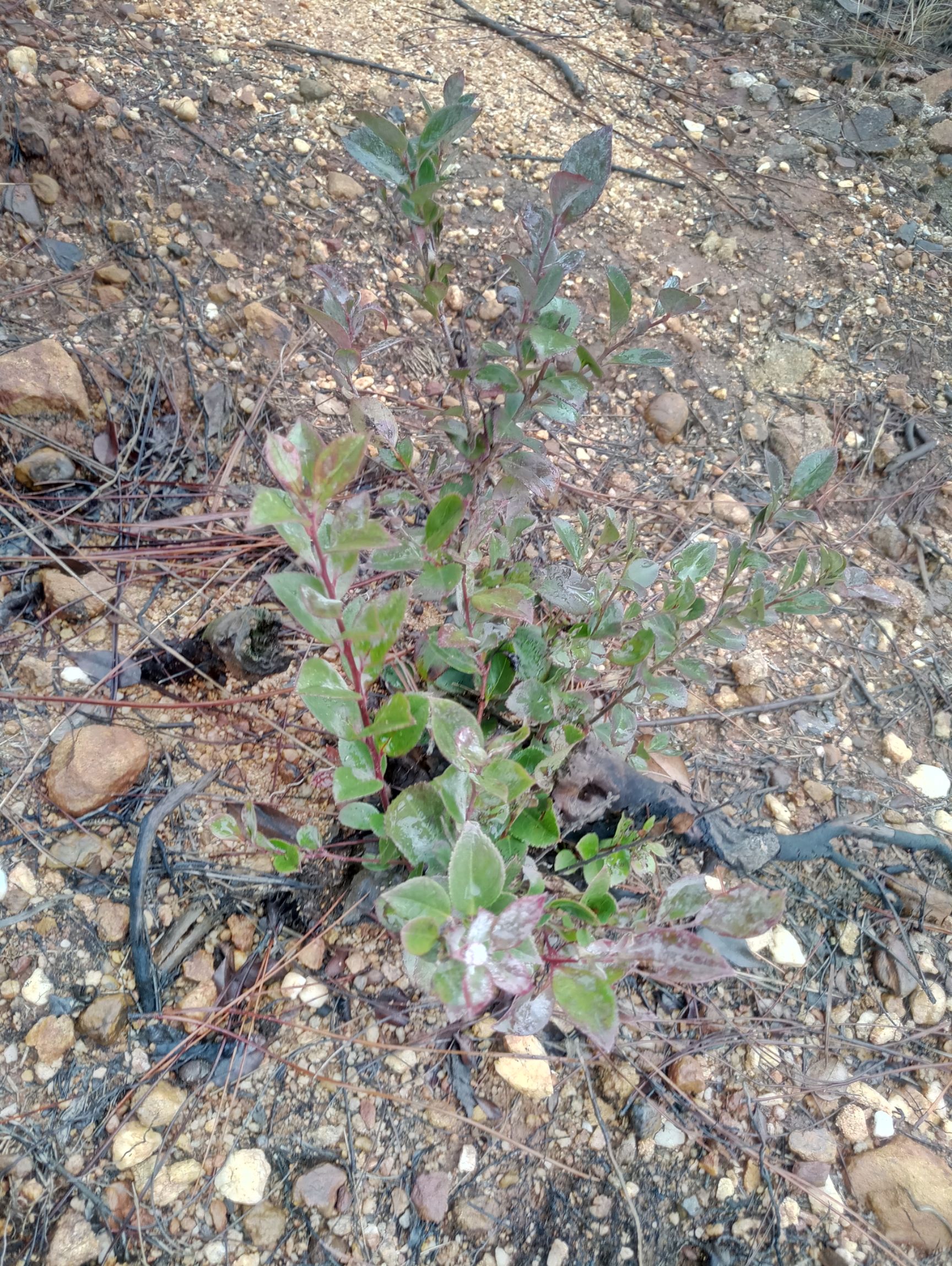 南烛叶树 原生态南烛叶乌饭树苗下山盆景季节不同叶子茂盛程度不一