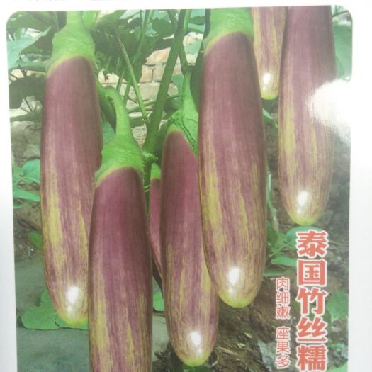 西安茄子种子 早熟竹丝糯茄。色泽鲜艳。口感极好。耐热耐寒