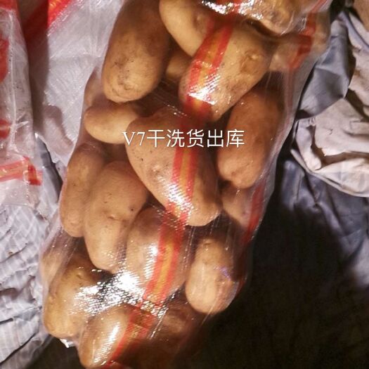 张北县V7土豆 干洗V7 年后出库