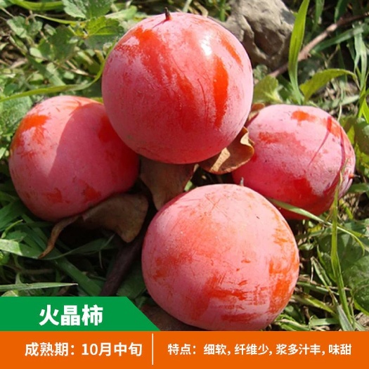 平邑县火晶柿子苗 十月中旬成熟，单果重70克，糖度可达22度。产量高