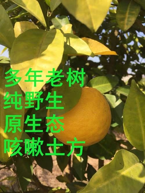 常宁市玳玳果 湖南臭皮柑 冬至药柑 臭虫柑