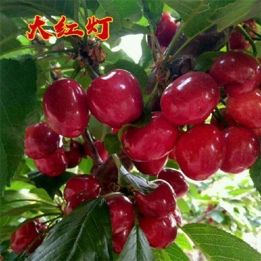 临沭县嫁接大樱桃树苗 大红灯樱桃苗美早樱桃苗南方北方果树苗 当年