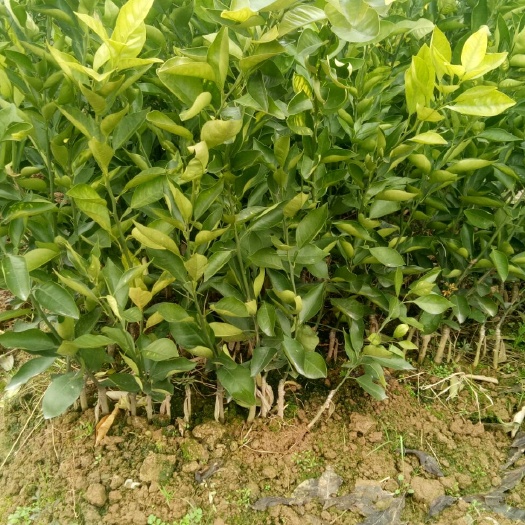 麻阳县 锦蜜冰糖橙苗包邮包售后保成活纯度99%提供技术指导