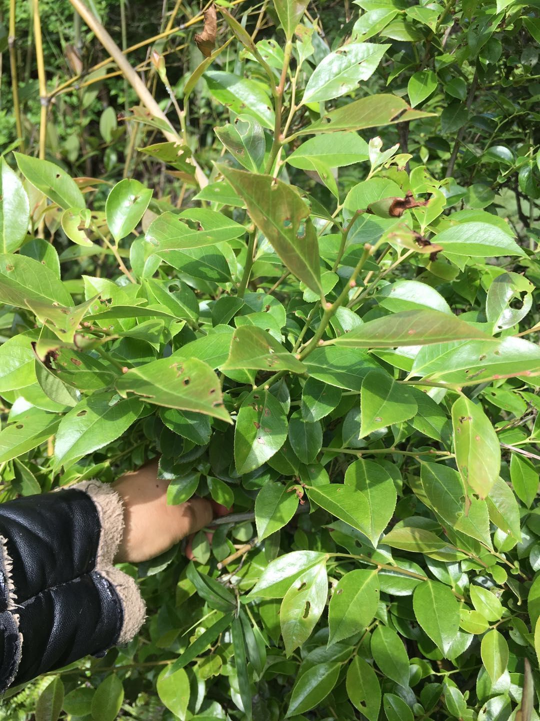 南烛叶树 原生态南烛叶乌饭树苗下山盆景季节不同叶子茂盛程度不一