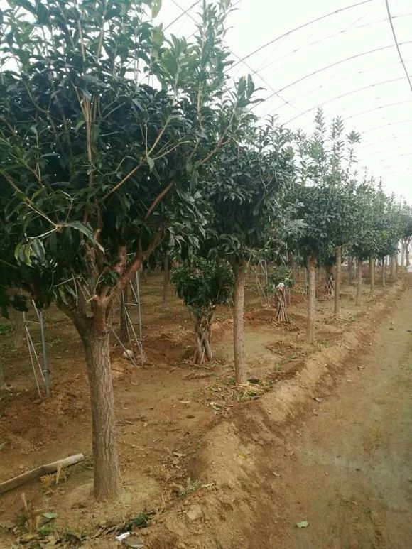 黄金桂花树 青岛崂山高杆嫁接金桂1500棵