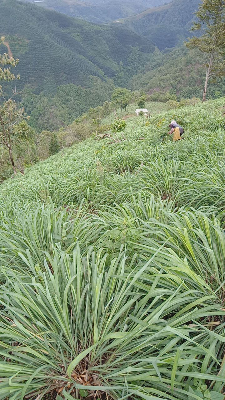 香茅草种苗 香茅草