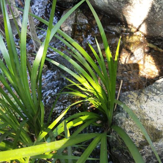 防城港 水菖蒲盆栽