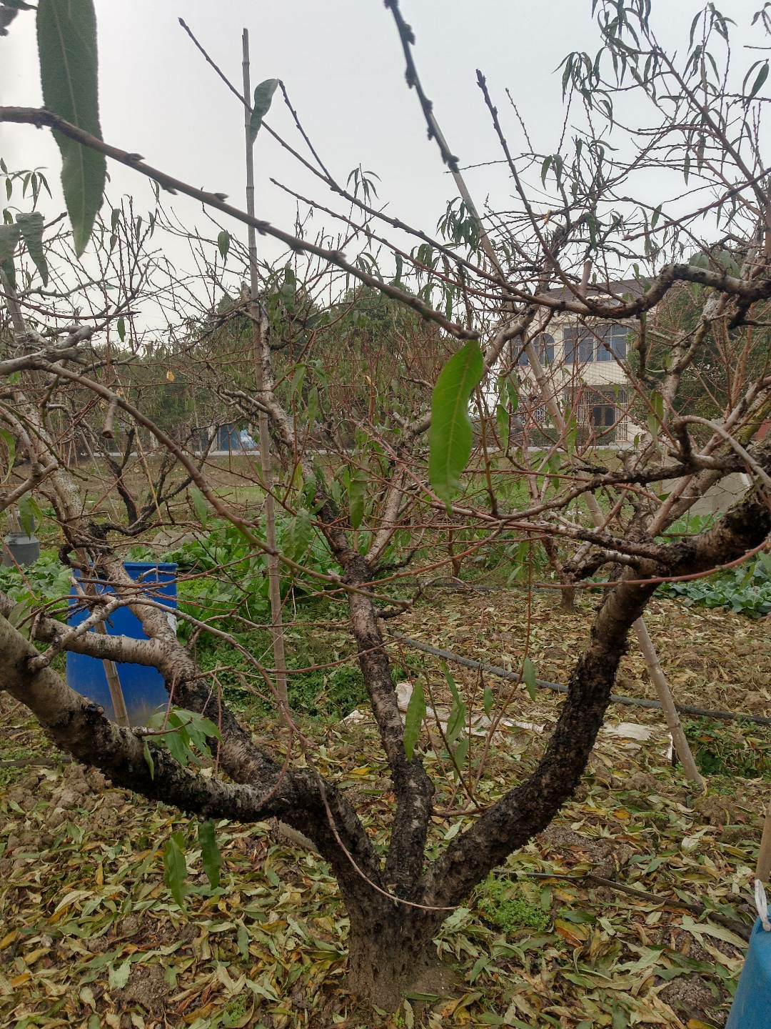 无锡阳山水蜜桃苗两年苗 无锡水蜜桃桃苗 阳山水蜜桃桃苗