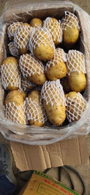 肥城市 大量供应优质土豆白菜