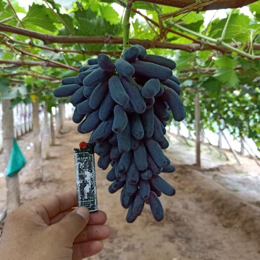 泰安 甜蜜蓝宝石葡萄苗多少钱一棵，月光之泪葡萄苗图片