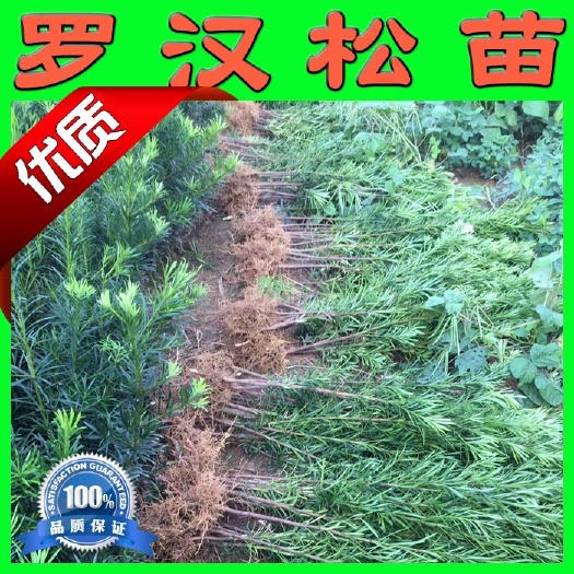 阳朔县普通罗汉松 苗 小叶苗 雀舌苗 园林绿化苗木