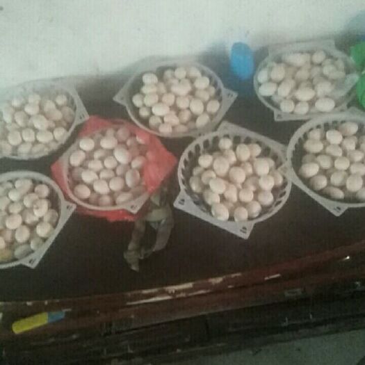 如东县肉鸽蛋 食用 散装