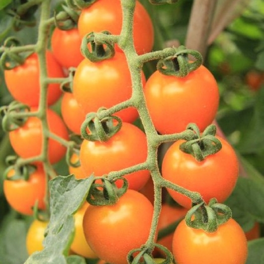 樱桃番茄种子  口感好耐储运糖度高黄冠十号