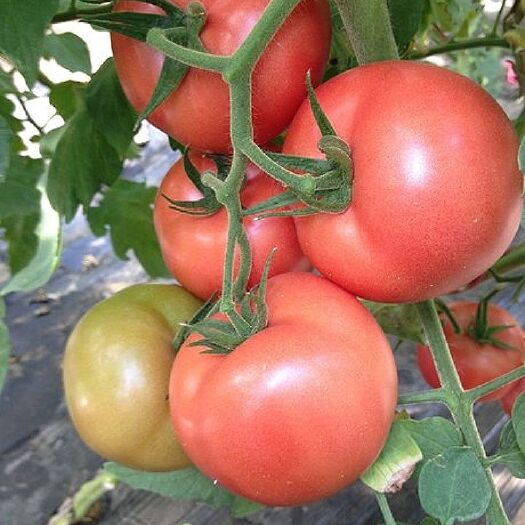 硬粉番茄种子 抗裂果疫病灰霉高产粉硬果粉迪