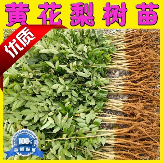 海南黄花梨树苗 珍贵苗木 品种保证 园林绿化苗木基地直销