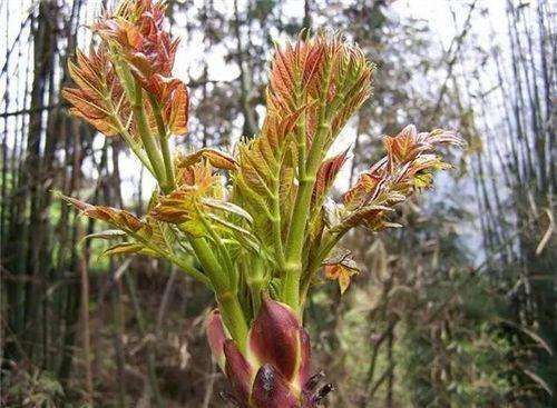 临江市山野菜 长白山山菜刺嫩芽