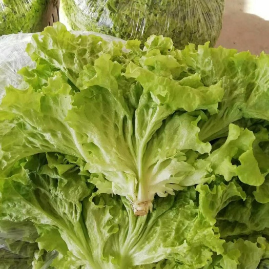  散叶生菜 大量上市 保证质量