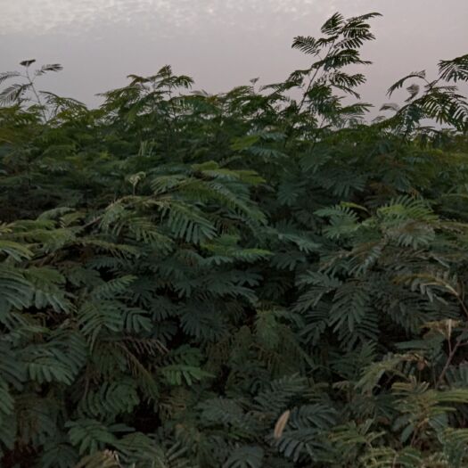 丰县巨紫荆