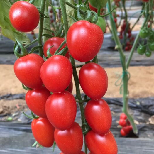 金顿樱桃番茄 抗病强高产口感极好红小番茄雅蜜