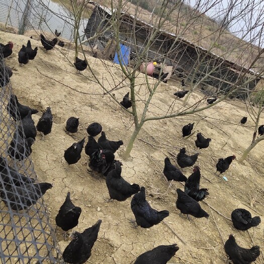 祁阳市 鸡蛋种蛋乌黑鸡种蛋