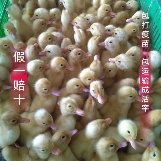南宁 桂柳白鸭苗，白鸭苗，包疫苗运输成活到家