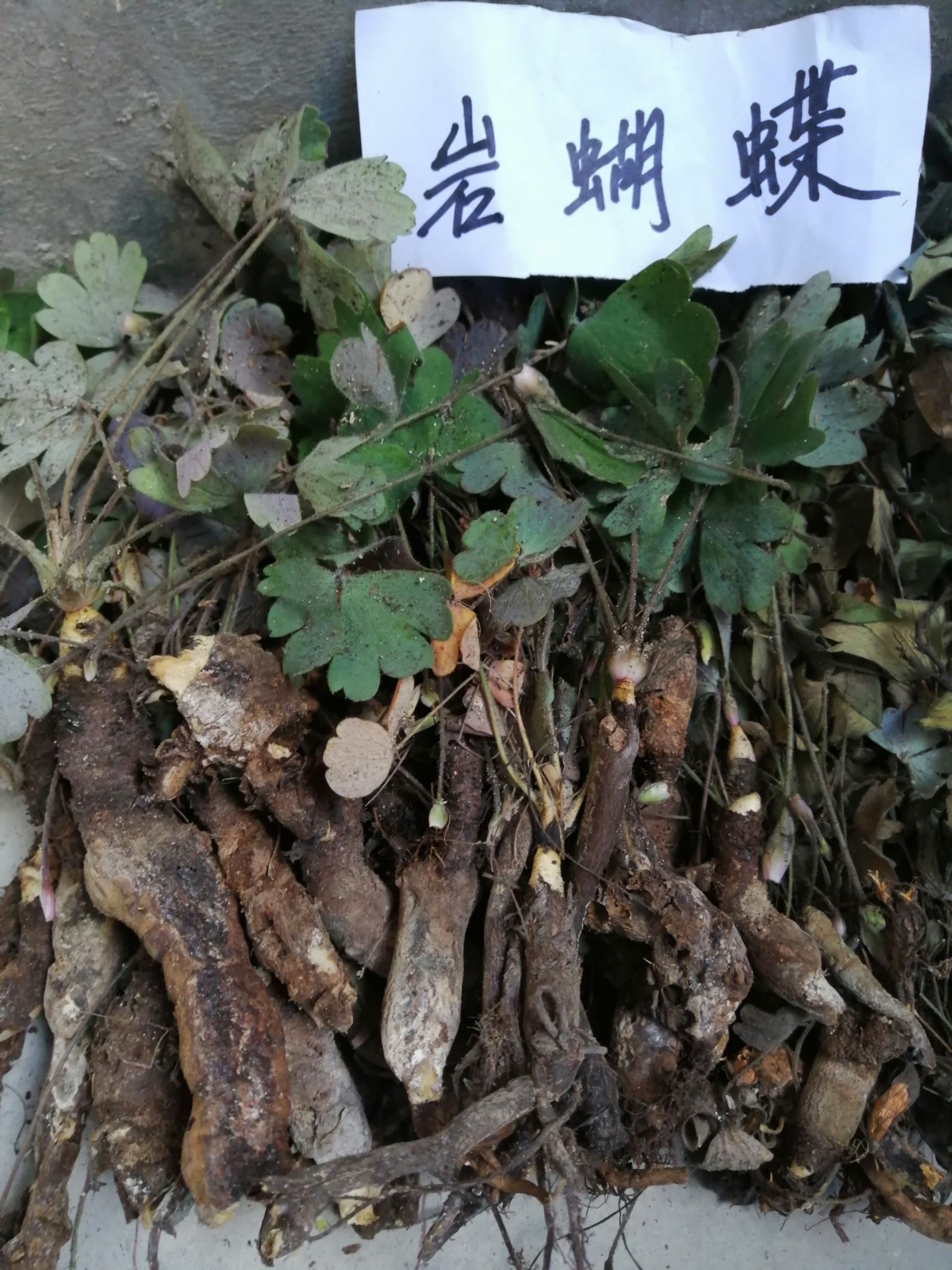 岩黄连 岩黄莲和岩蝴蝶(尾囊草)