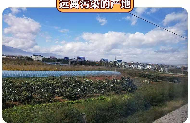 2020新鮮栗子板栗毛栗子板粟批發(fā)油栗