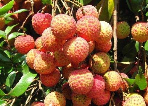 灵山县糯米糍荔枝苗 糯米糍荔枝嫁接苗，保证品种正宗