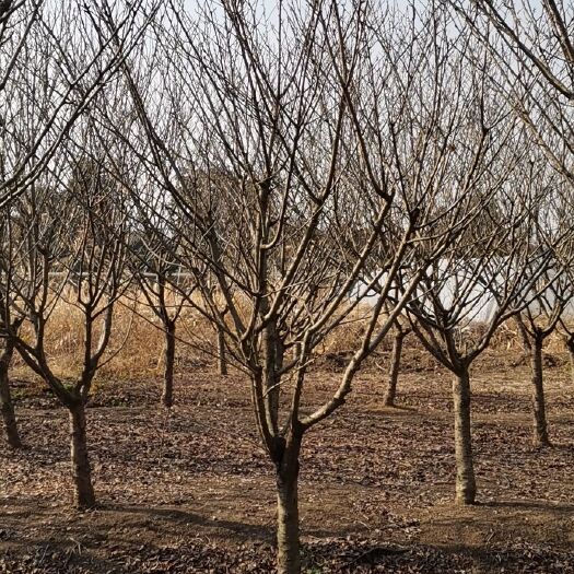 南京晚樱价格，晚樱基地，3--20公分晚樱大量出售