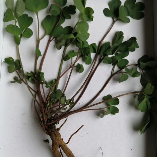 凯里市岩黄连  岩黄莲和岩蝴蝶（尾囊草）
