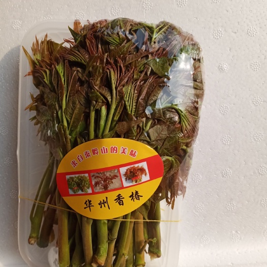 渭南红香椿芽 大棚红香椿