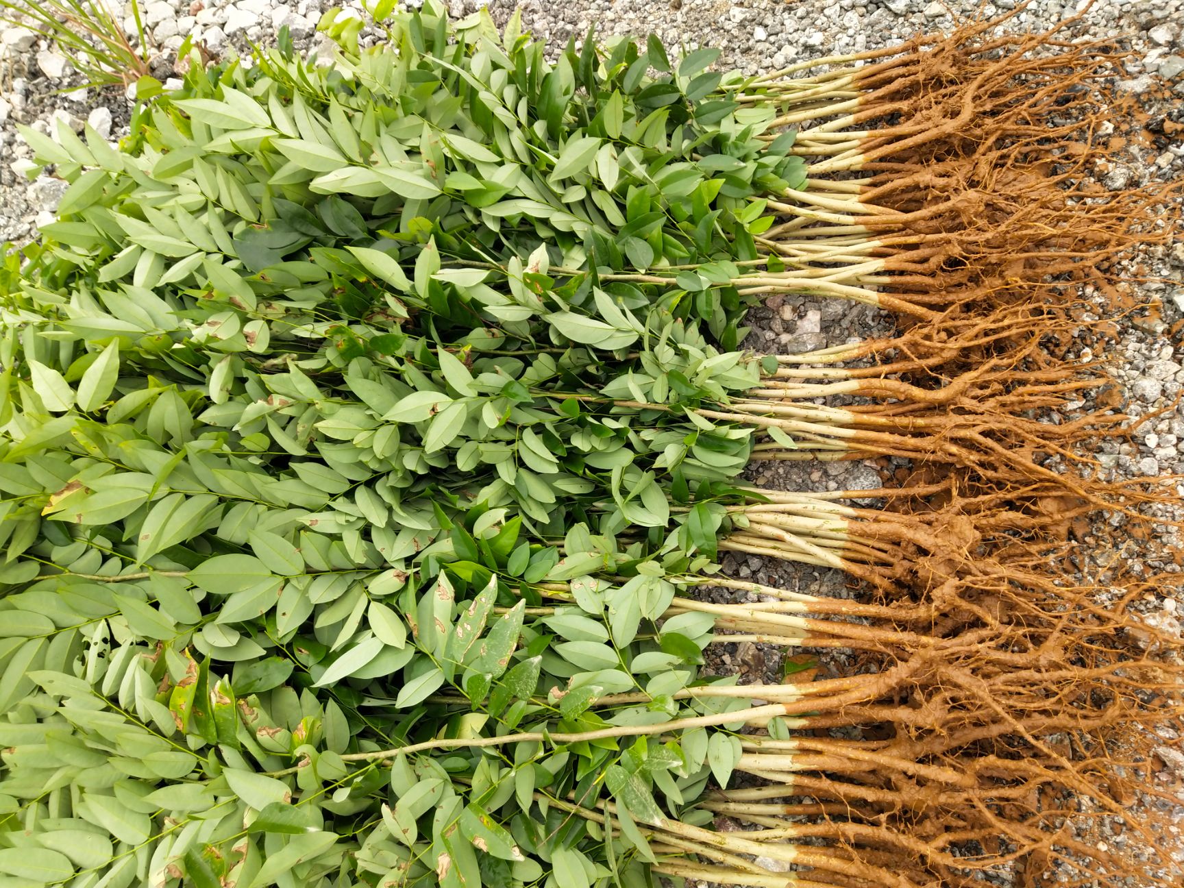 海南黄花梨树苗 珍贵苗木 品种保证 园林绿化苗木基地直销