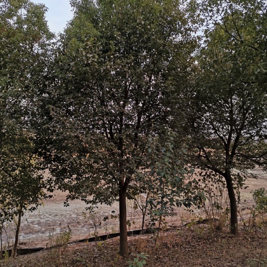 南京香樟价格，香樟基地，香樟产地，大量出售各种规格尺寸齐全