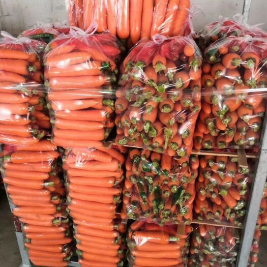 开封 沙地胡萝卜，大量现货，精品中条