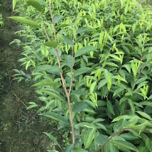茂名奇楠沉香树  珍稀品种绿棋楠精品嫁接苗