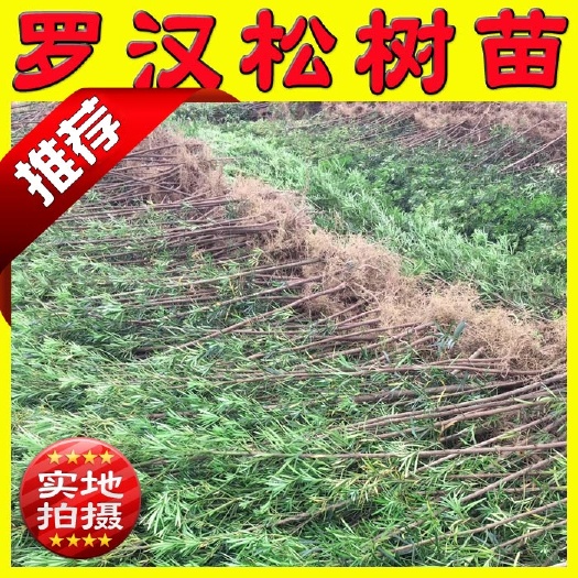 阳朔县普通罗汉松 普通 中叶 小叶 60-80厘米高度包邮